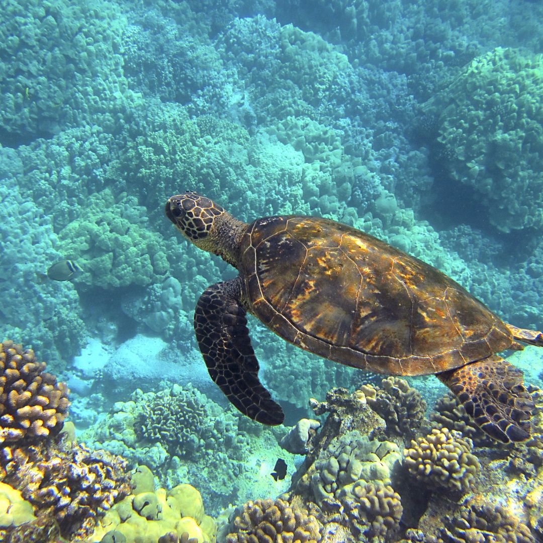 turtle