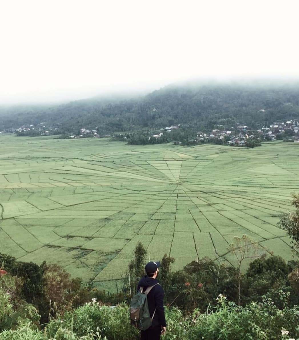 rice fields