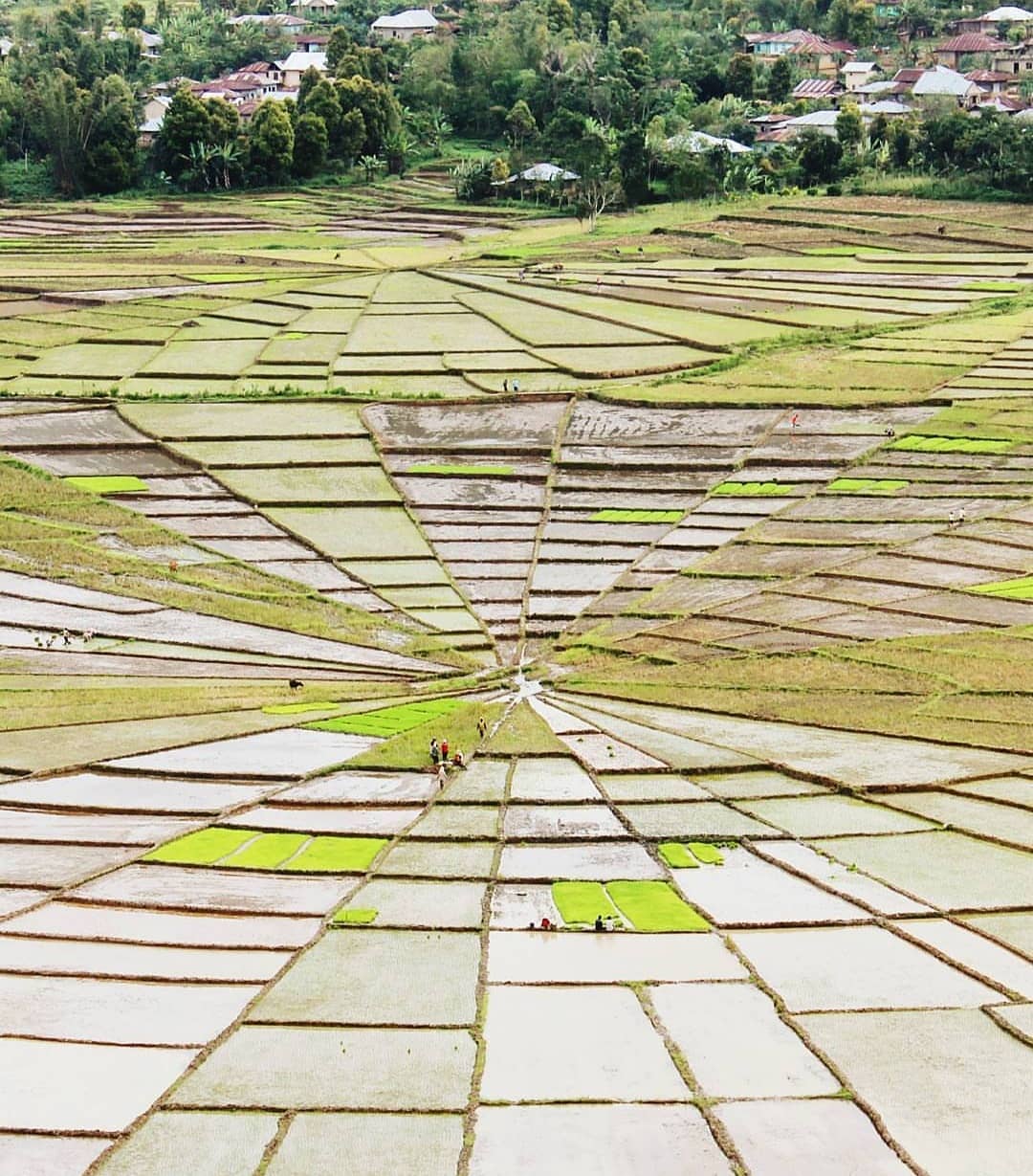rice fields